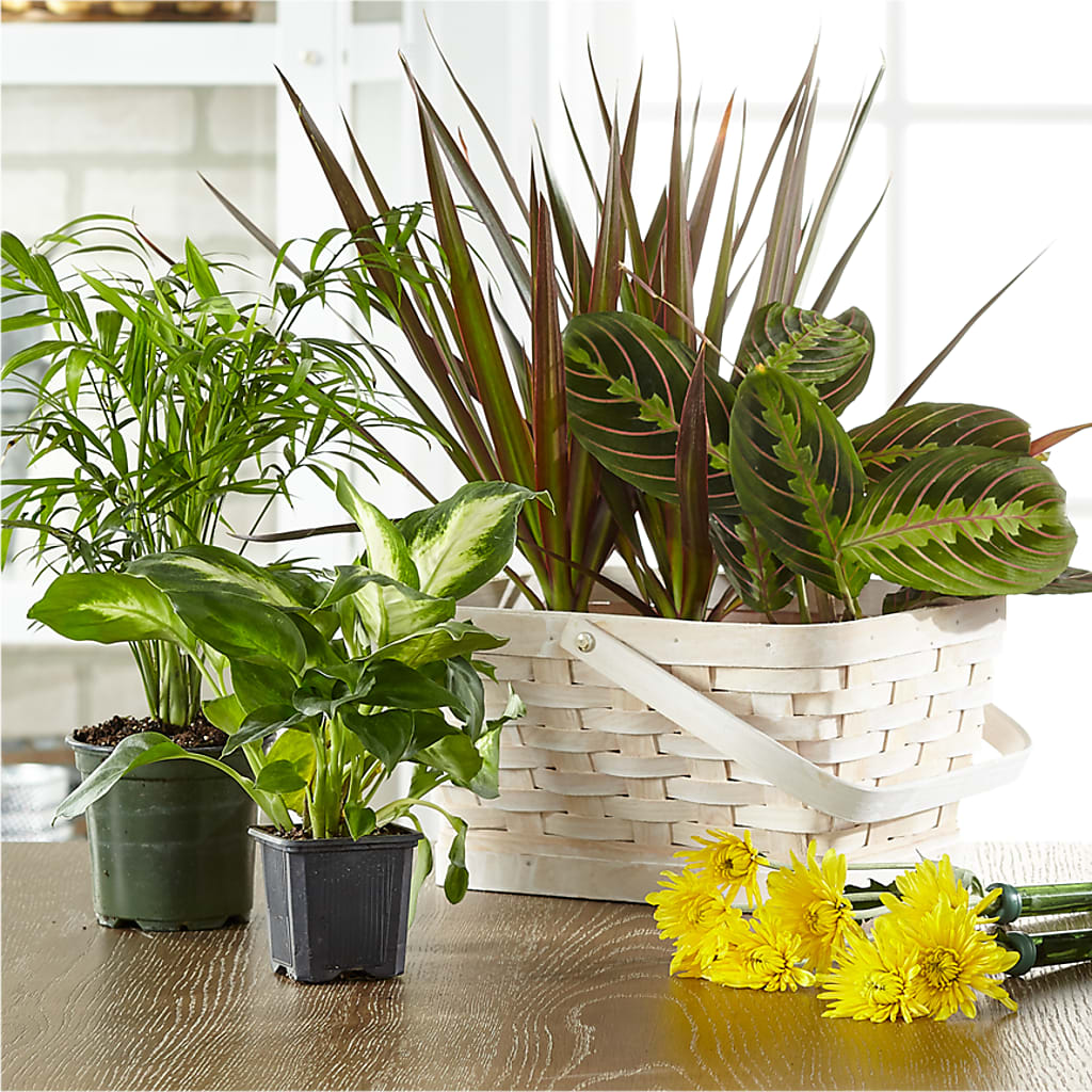 Florist Designed Blooming and Green Plants in a Basket – Star Market, West Bridgewater MA