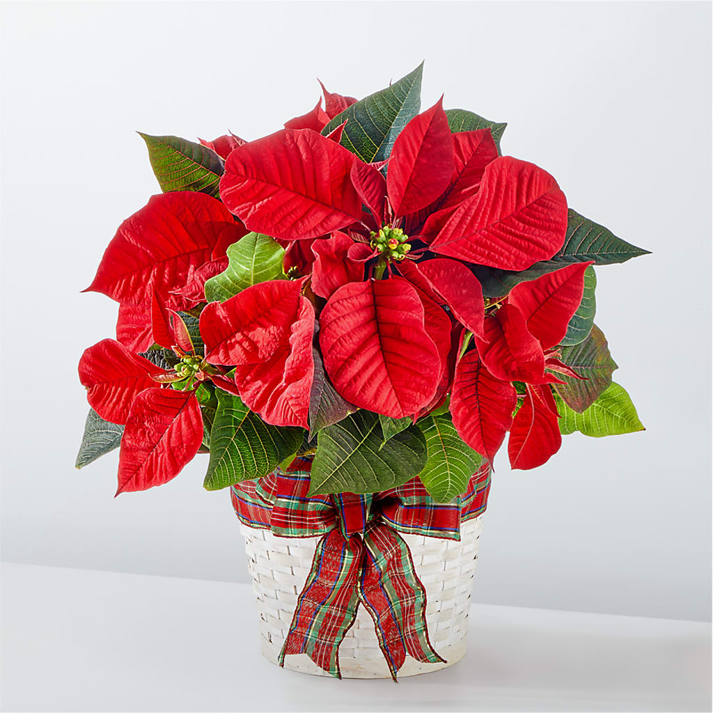 Happiest Holidays Poinsettia – Star Market, West Bridgewater MA