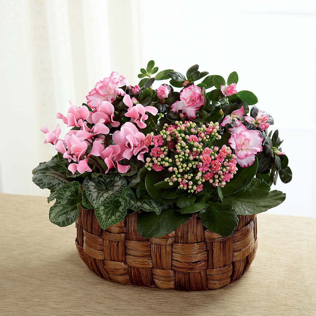 Pink Assortment – Star Market, West Bridgewater MA