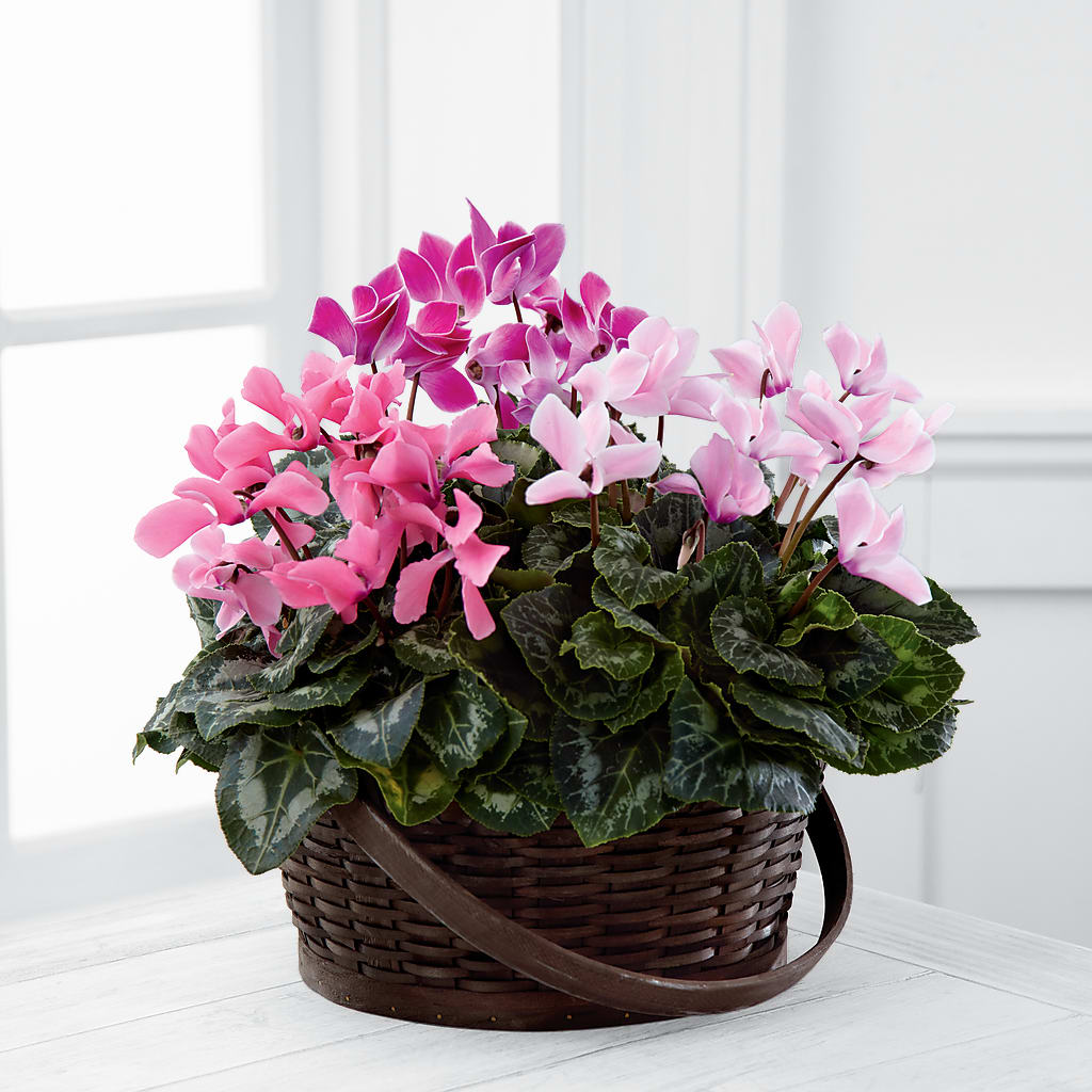 Mixed Cyclamen Planter – Star Market, West Bridgewater MA
