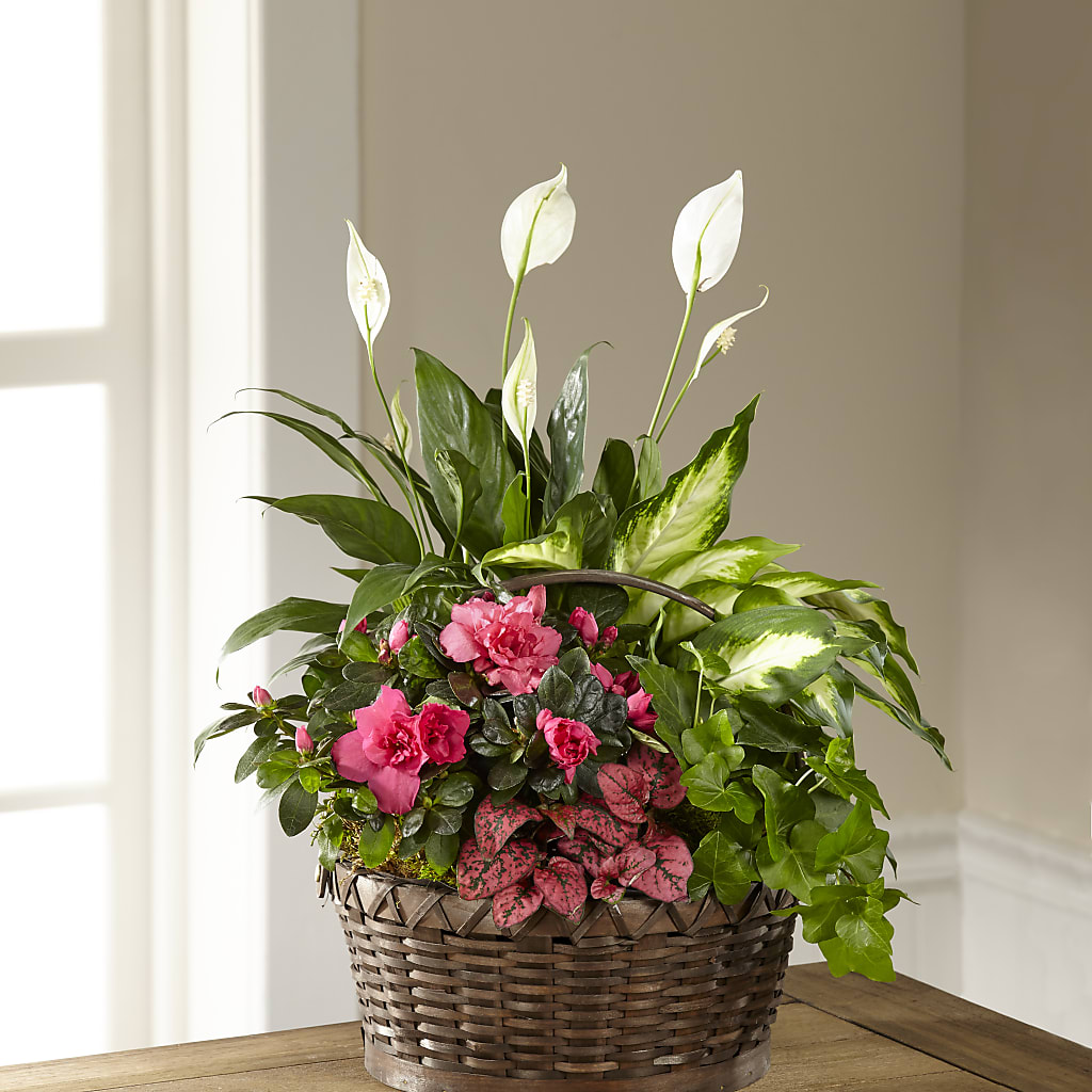 Dream in Pink Dishgarden – Star Market, West Bridgewater MA