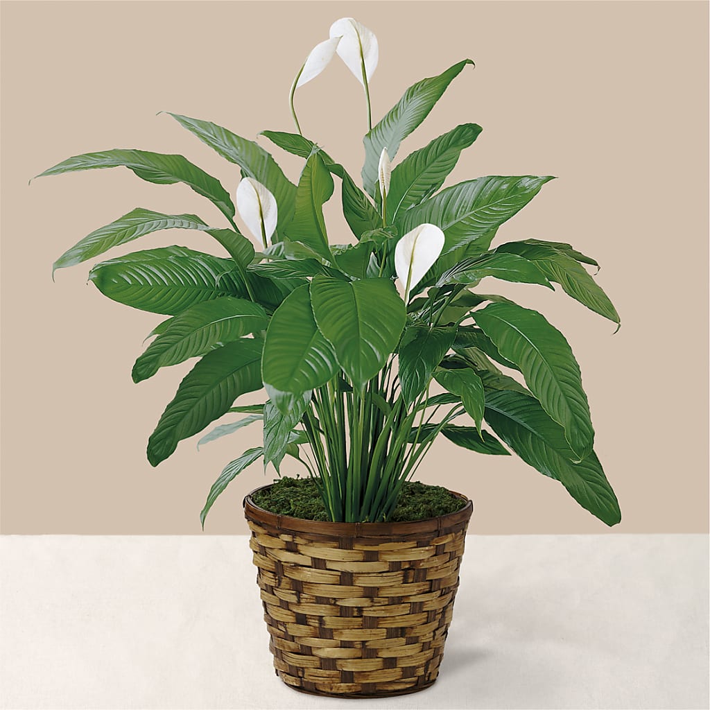 Tranquil Moments Peace Lily Plant – Star Market, West Bridgewater MA