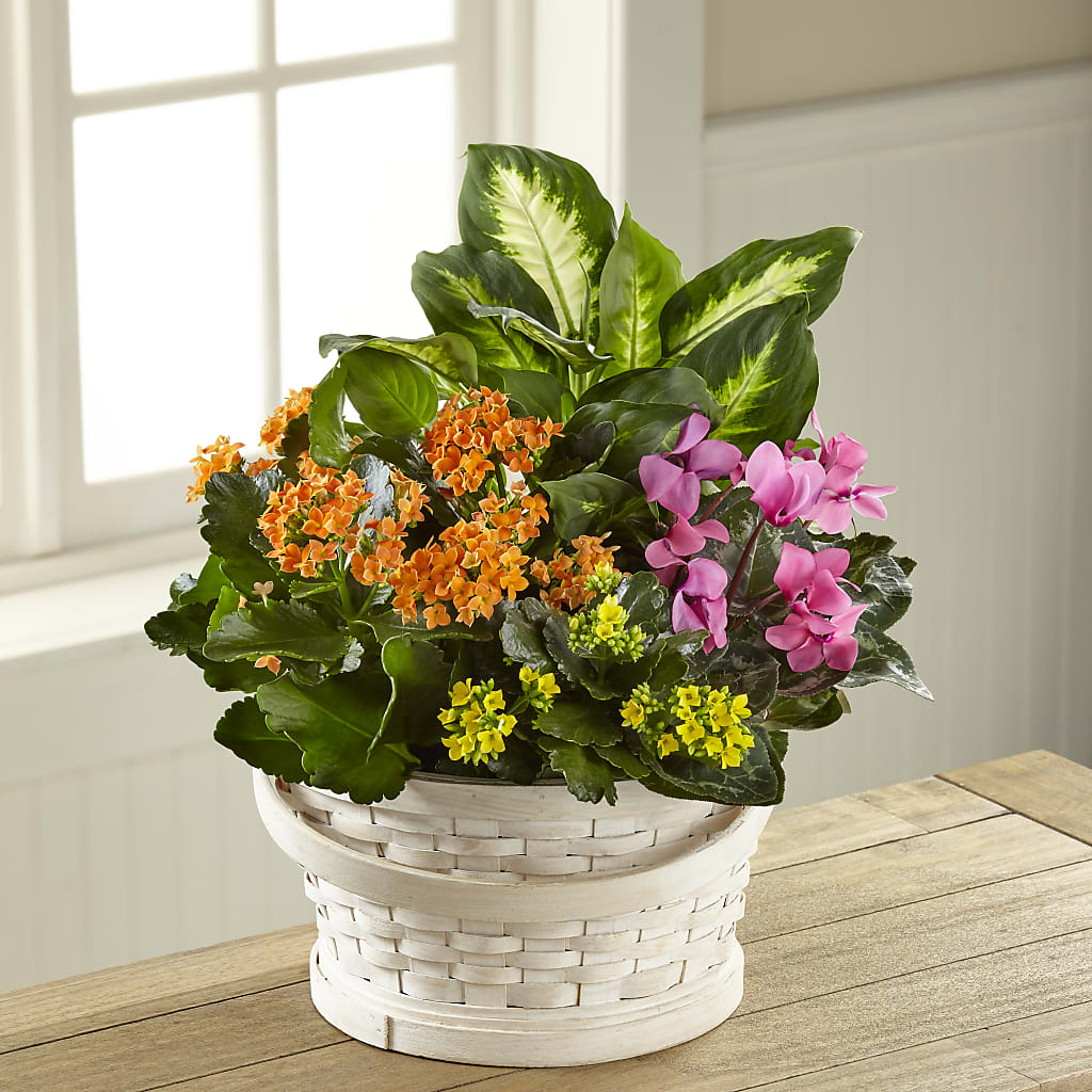 Color Crush Dishgarden – Star Market, West Bridgewater MA
