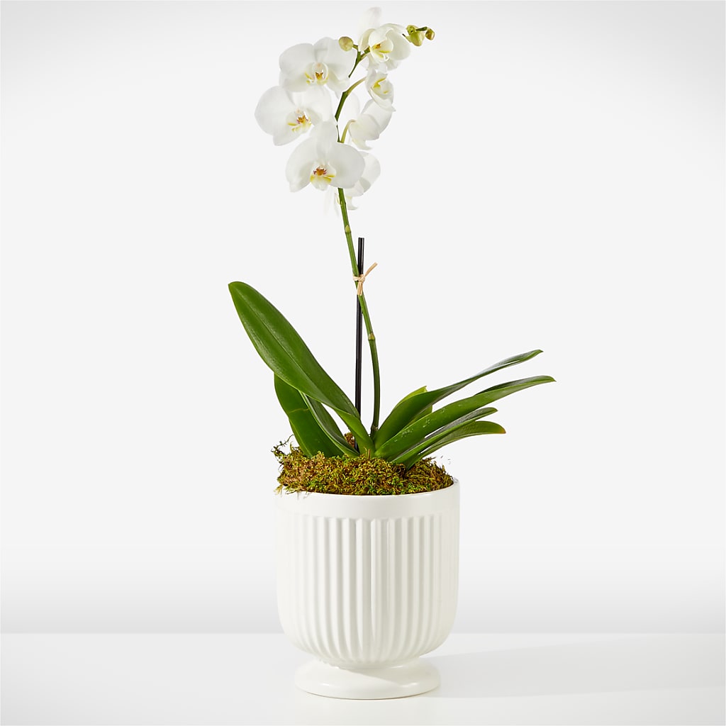 Whispering White Orchid – Star Market, West Bridgewater MA