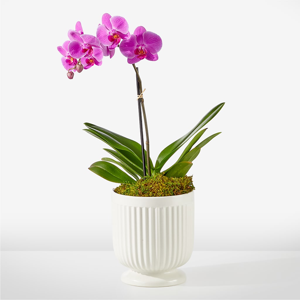Friendly Fuchsia Orchid – Star Market, West Bridgewater MA