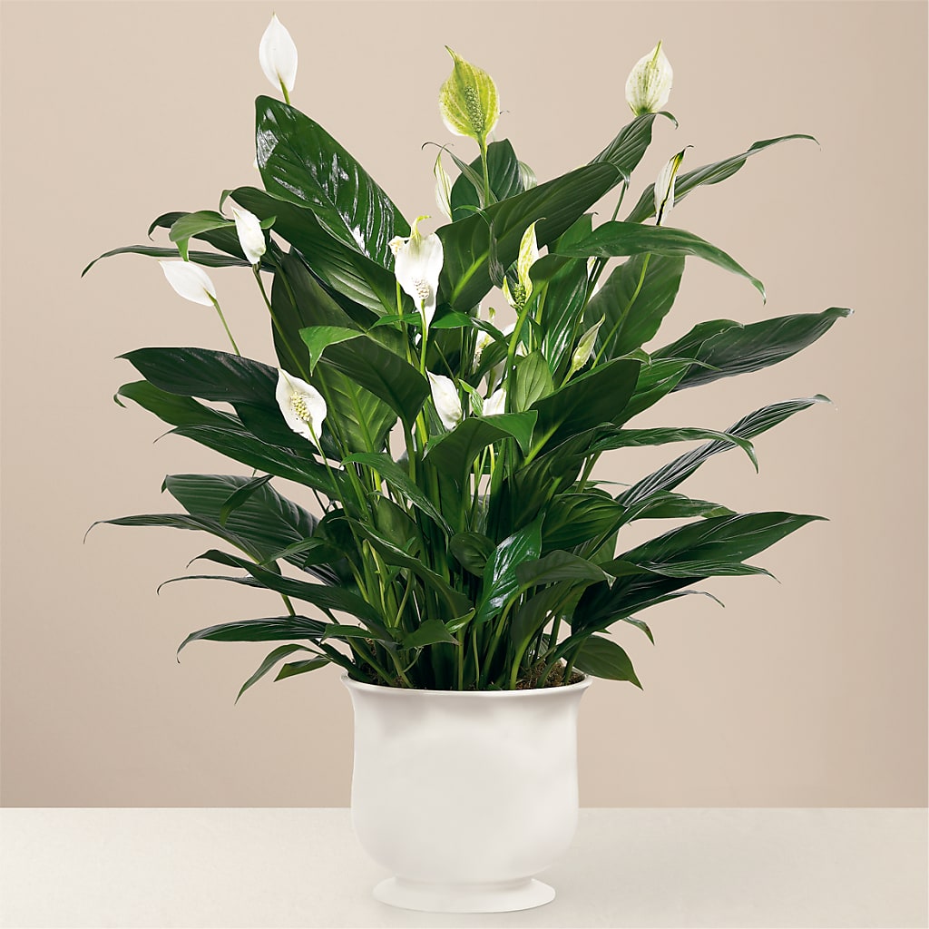 Comfort Planter – Star Market, West Bridgewater MA