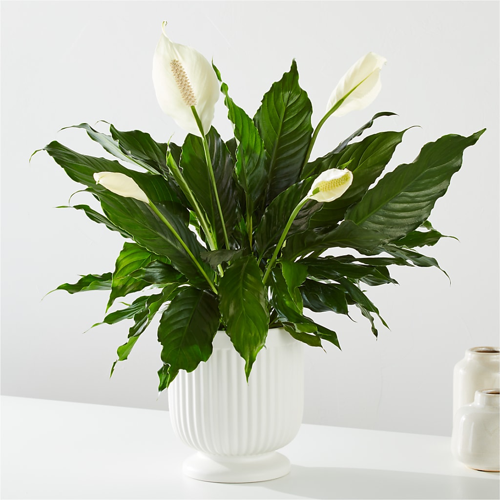 Comfort Planter – Star Market, West Bridgewater MA