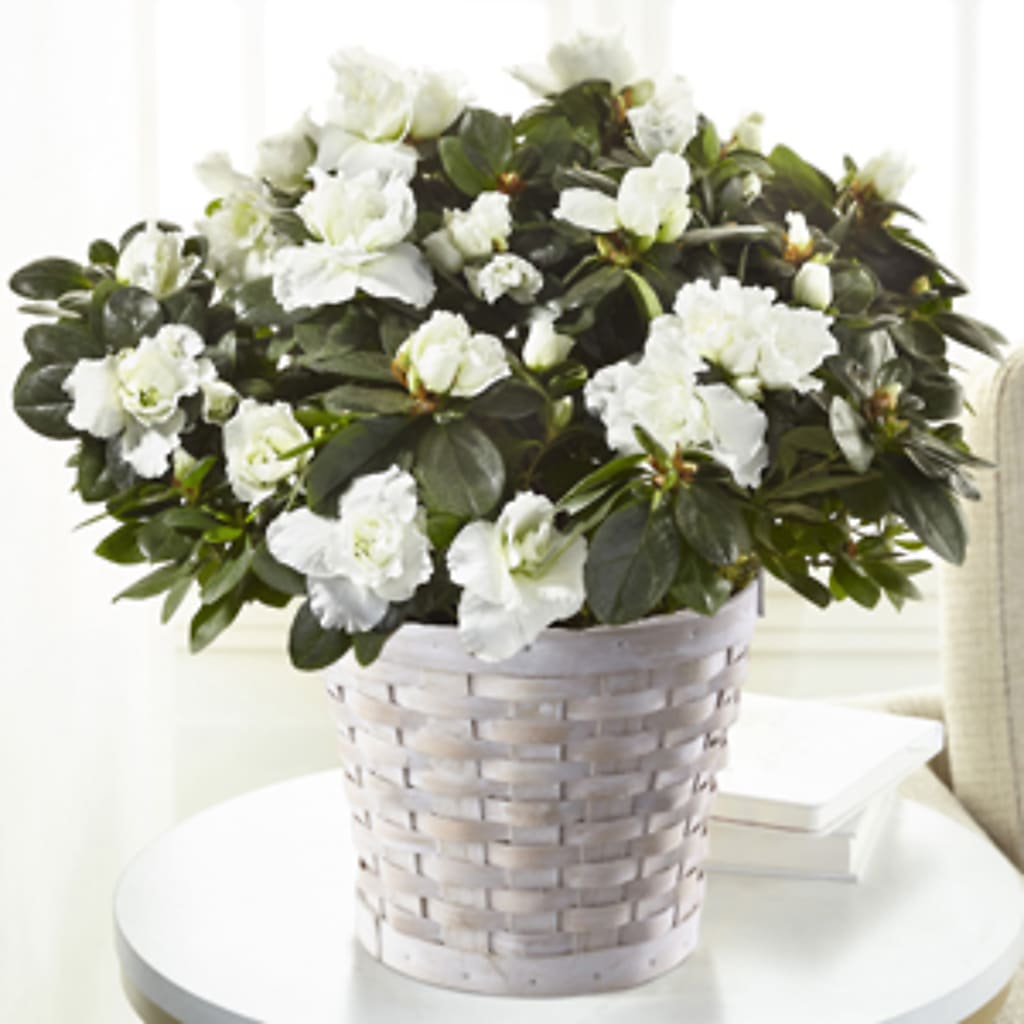 White Azalea Plant – Star Market, West Bridgewater MA
