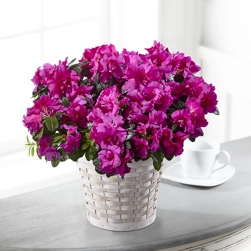 Hope & Serenity Azalea Plant – Star Market, West Bridgewater MA