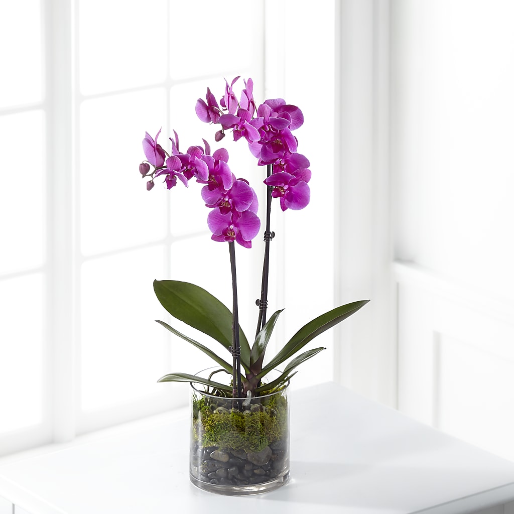 Pink Orchid Plant – Star Market, West Bridgewater MA