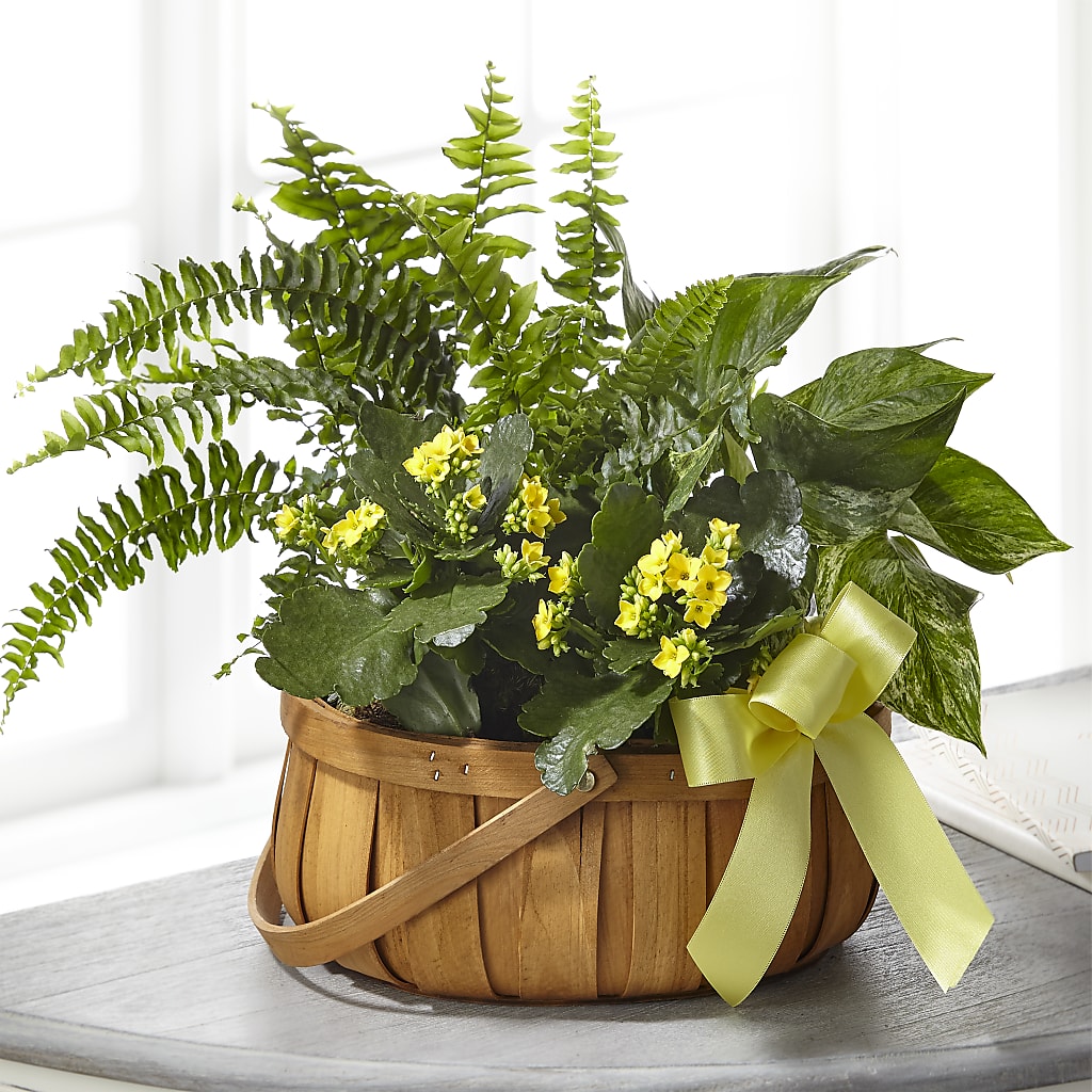 Always Dear Dishgarden – Star Market, West Bridgewater MA