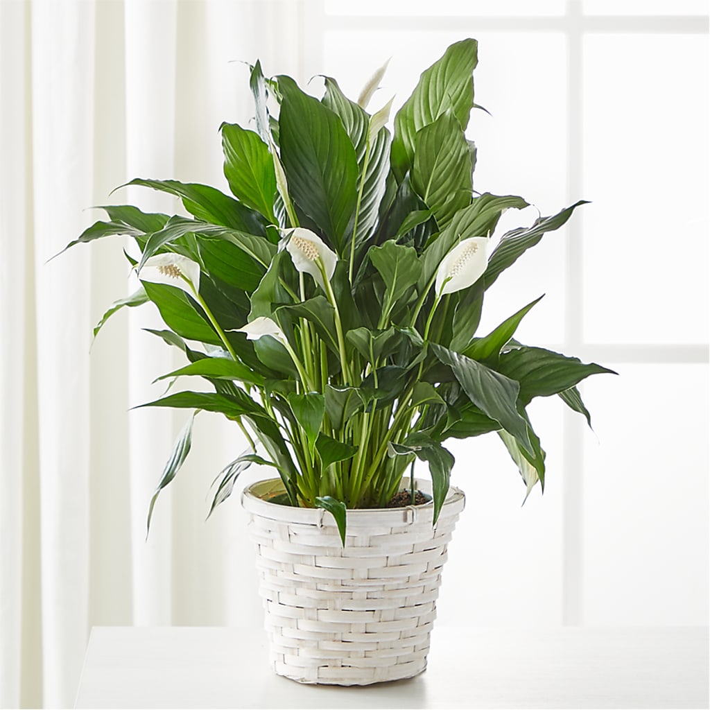 A New Leaf Peace Lily – Star Market, West Bridgewater MA