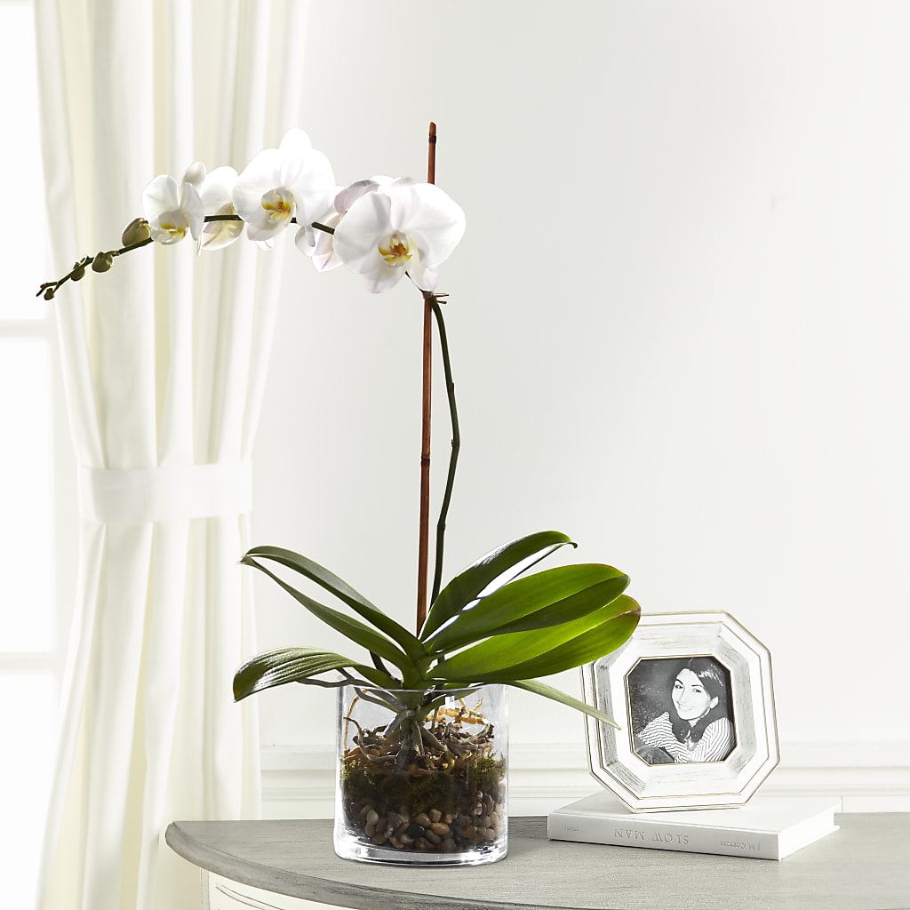White Orchid Planter – Star Market, West Bridgewater MA