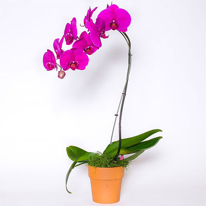 Single Colored Orchid in Pot –  Star Market, West Bridgewater MA