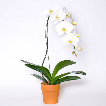 Single White Orchid in Pot –  Star Market, West Bridgewater MA