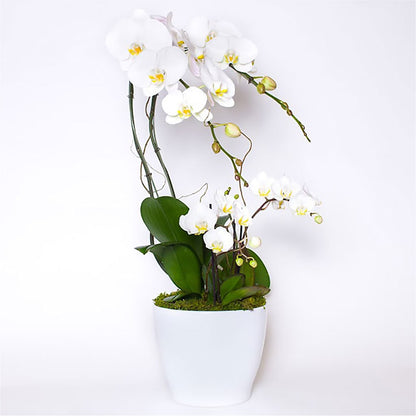 Orchid Garden Deluxe –  Star Market, West Bridgewater MA
