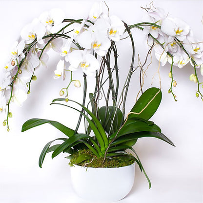 Orchid Garden Premium –  Star Market, West Bridgewater MA