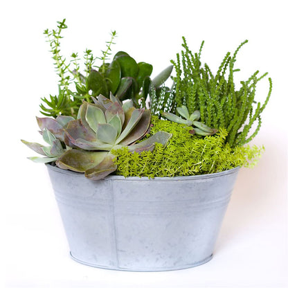 Succulent Garden –  Star Market, West Bridgewater MA