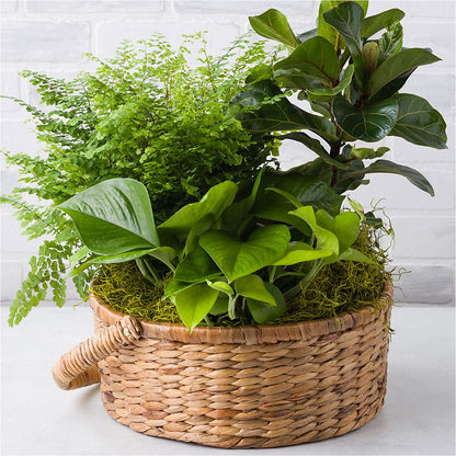 Euro Foliage Basket –  Star Market, West Bridgewater MA