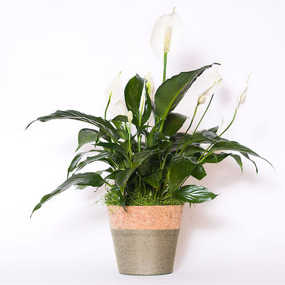 Spathiphyllum Plant –  Star Market, West Bridgewater MA