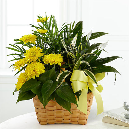 Loving Light Dishgarden –  Star Market, West Bridgewater MA