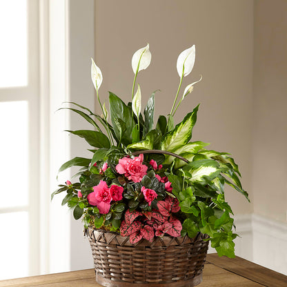 Dream in Pink Dishgarden –  Star Market, West Bridgewater MA