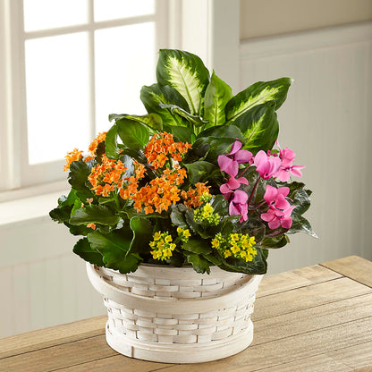 Color Crush Dishgarden –  Star Market, West Bridgewater MA