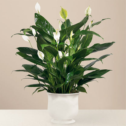 Comfort Planter –  Star Market, West Bridgewater MA