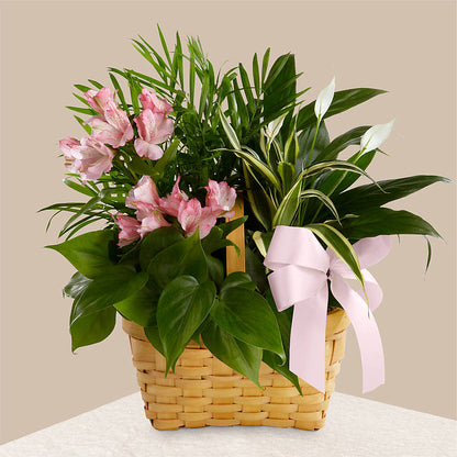 Living Spirit Dishgarden –  Star Market, West Bridgewater MA
