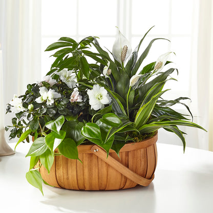 Serene Dishgarden –  Star Market, West Bridgewater MA