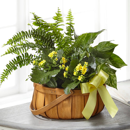 Always Dear Dishgarden –  Star Market, West Bridgewater MA