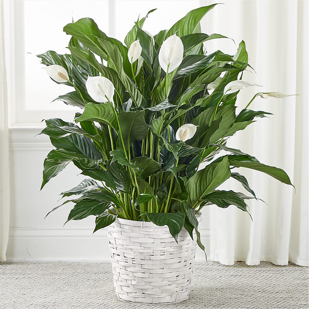 peace lily plant price philippines A New Leaf Peace Lily