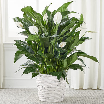 peace lily starlight A New Leaf Peace Lily – white flower arrangement | West Bridgewater, MA