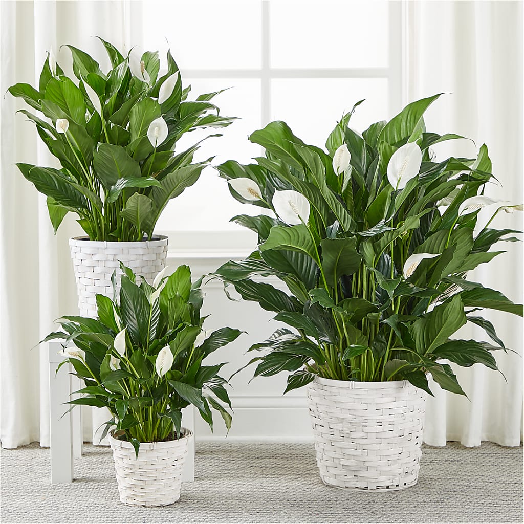 A New Leaf Peace Lily –  Star Market, West Bridgewater MA