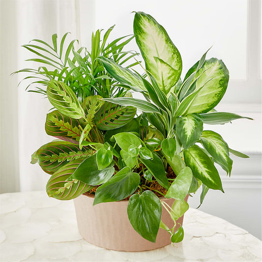 Balance & Harmony Dishgarden –  Star Market, West Bridgewater MA