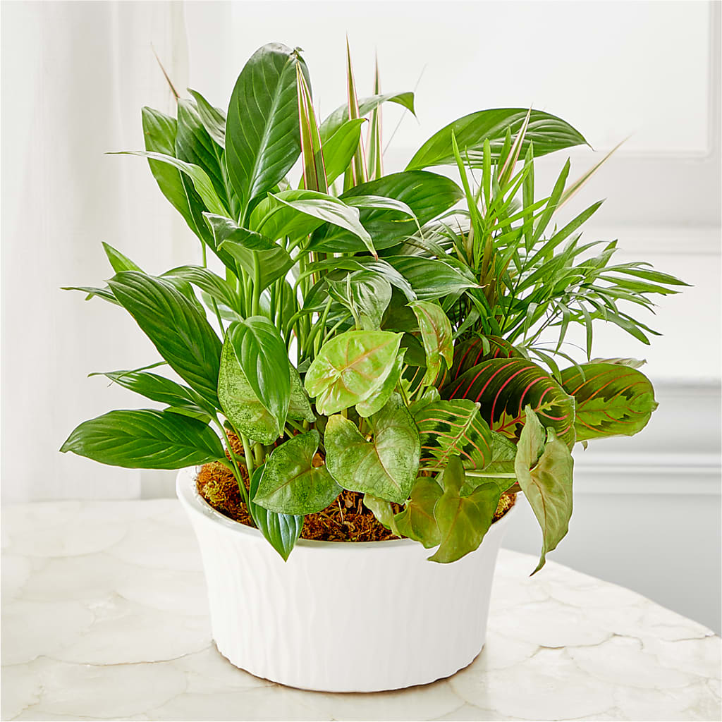 Balance & Harmony Dishgarden –  Star Market, West Bridgewater MA