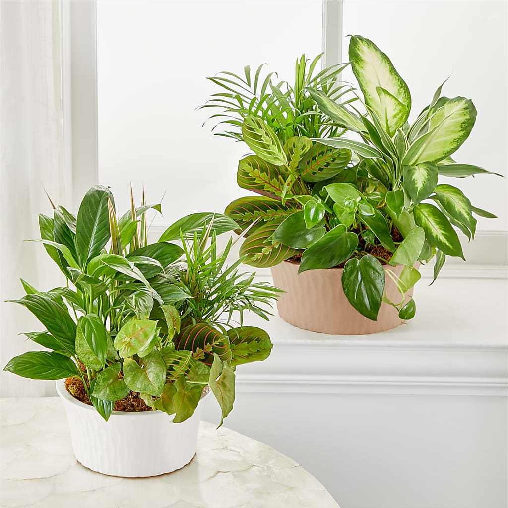 Balance & Harmony Dishgarden –  Star Market, West Bridgewater MA