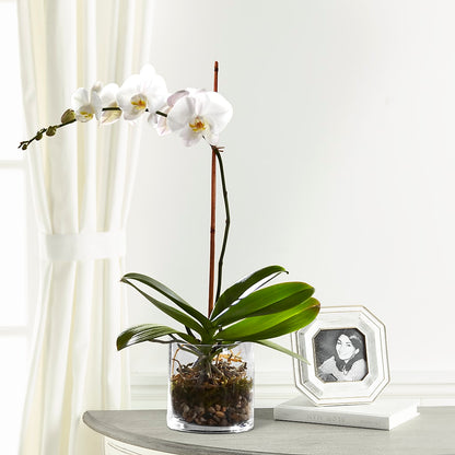White Orchid Planter –  Star Market, West Bridgewater MA
